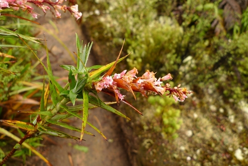 Dracophyllum strictum Hook.fil.