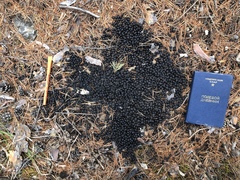 Moschus moschiferus
