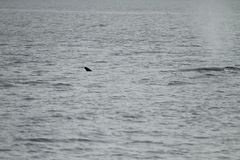 Balaenoptera borealis