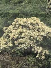 Aleurites moluccanus