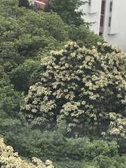 Aleurites moluccanus