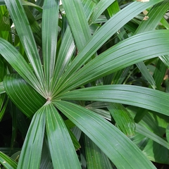 Rhapis excelsa