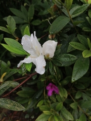 Rhododendron mucronatum