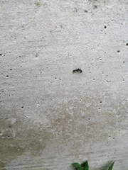 Camponotus vagus