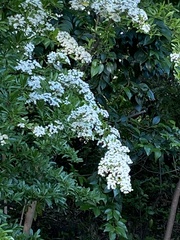 Pyracantha
