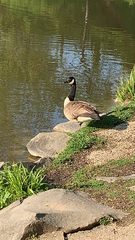 Branta canadensis
