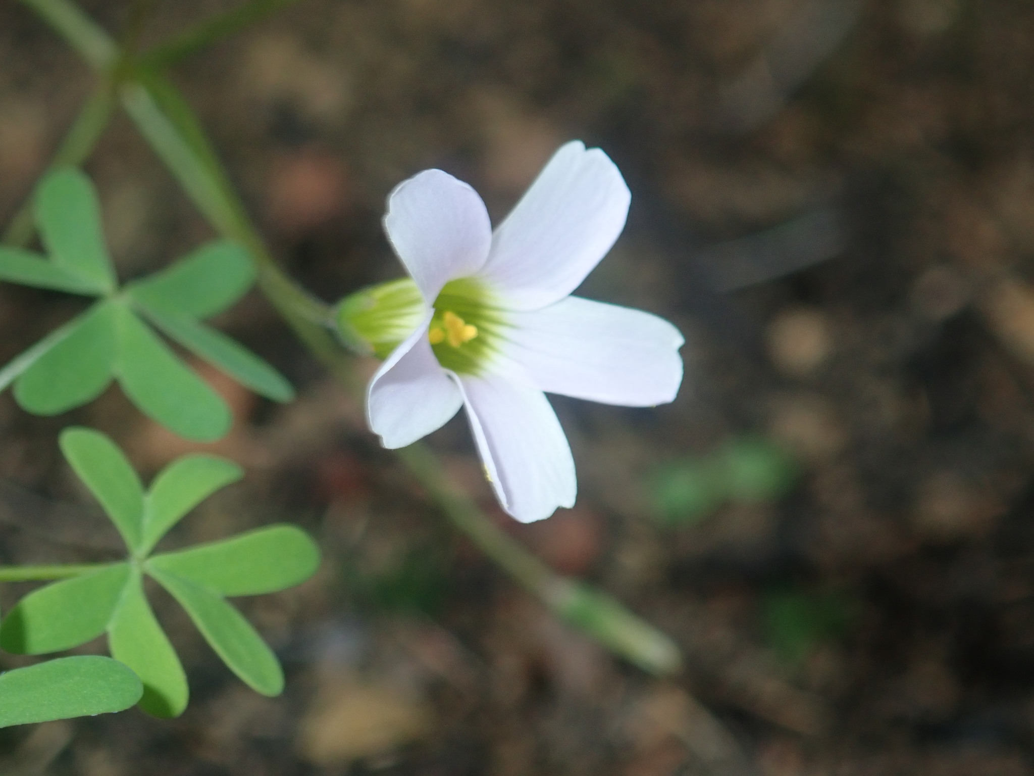 Oxalis stellata Eckl. & Zeyh. 2