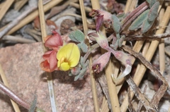 Acmispon decumbens davidsonii
