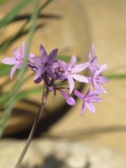 Tulbaghia capensis