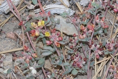 Acmispon decumbens davidsonii