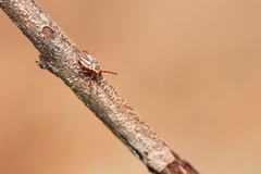 Dermacentor andersoni