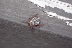 Dermacentor andersoni