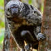 Gray’s Bald-faced Saki - Photo (c) pfaucher, some rights reserved (CC BY-NC), uploaded by pfaucher