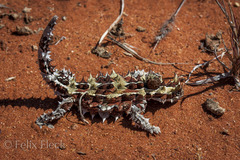 Moloch horridus