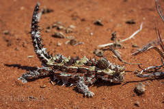 Moloch horridus