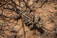 Moloch horridus
