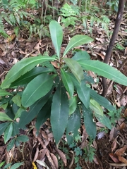 Ardisia sieboldii
