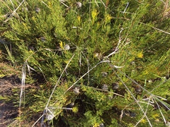 Serruria furcellata