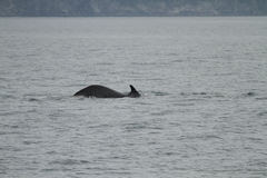 Balaenoptera borealis