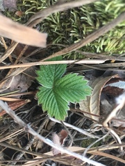 Fragaria vesca bracteata
