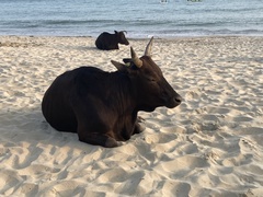 Bos