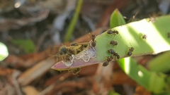 Meranoplus peringueyi