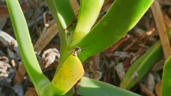 Meranoplus peringueyi