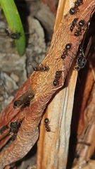 Meranoplus peringueyi