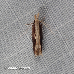 Hypatima spathota