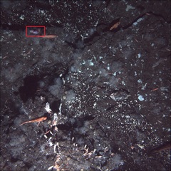 Apostichopus leukothele