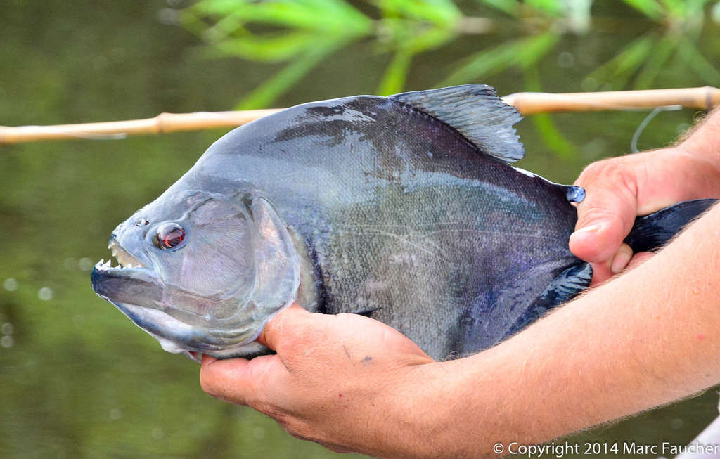 Redeye Piranha