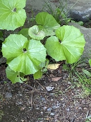 Farfugium japonicum