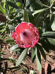 Protea × hybrida