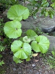 Farfugium japonicum