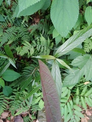 Achyranthes longifolia