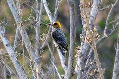 Melanerpes chrysogenys