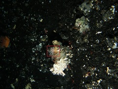 Psolus squamatus