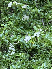 Pyracantha