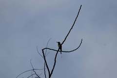 Merops americanus