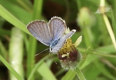 Hemiargus