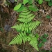 Hairy Brackenfern - Photo (c) Zach Hawn, some rights reserved (CC BY-NC-SA), uploaded by Zach Hawn