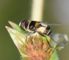 Palpada albifrons