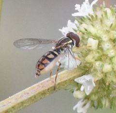 Toxomerus floralis