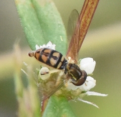 Toxomerus floralis