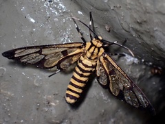 Amata grotei