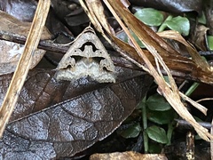 Tephriopis divulsa