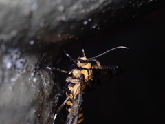 Amata grotei