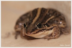 Leptodactylus gracilis