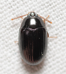 Platydema excavata