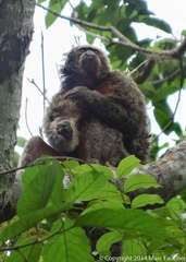 Pithecia chrysocephala